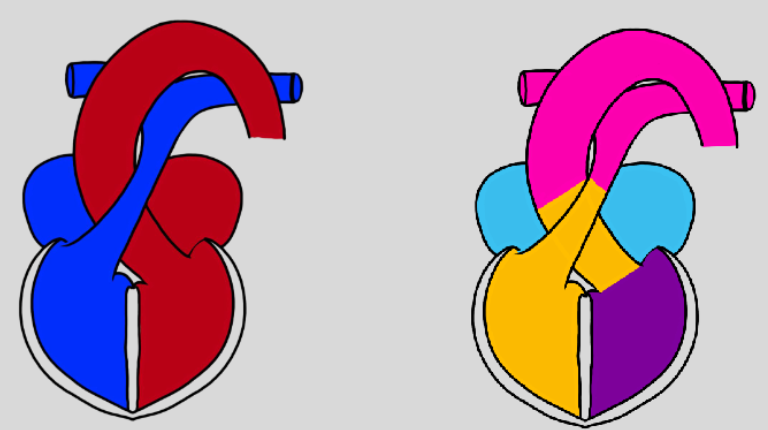 <ul><li><p>once septa have formed further rotation takes place</p><ul><li><p>separates structure into aortic arch and pulmonary trunk</p></li></ul></li></ul><p></p>