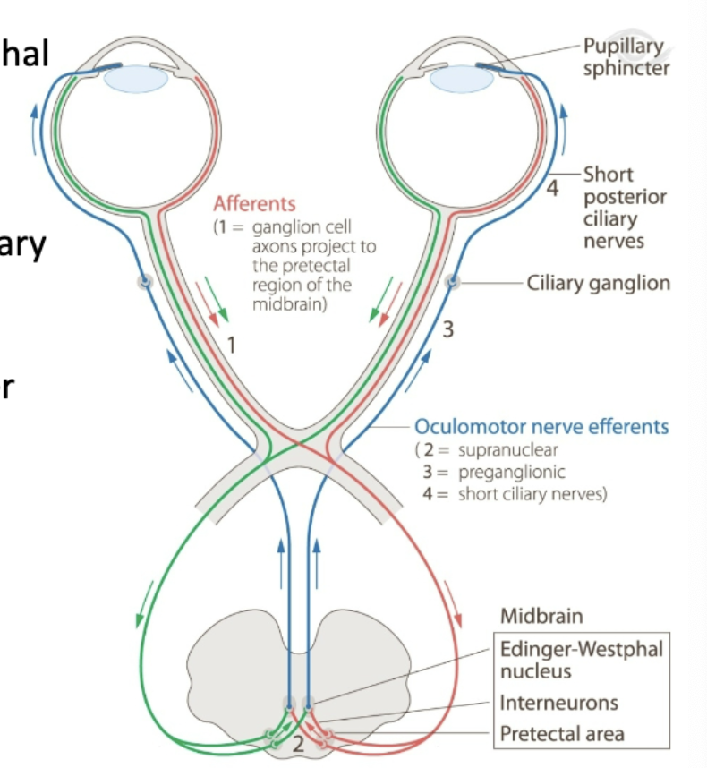 <ol><li><p>retinal ganglion cells synapse directly in midbrain onto interneurons in Edinger-Westphal nucleus</p></li><li><p>neurons project out of Edinger-Westphal nucleus and synpase on motor neurons in ciliary ganglion</p></li><li><p>circuit allows pupil to change diameter in response to light</p></li></ol><p></p>