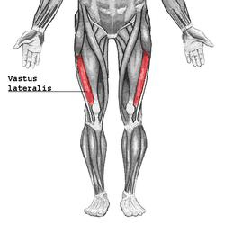 <p>Location:</p><ul><li><p><strong>lateral side of the thigh</strong></p></li><li><p>outer anterior compartment of the thigh</p></li></ul><p></p><p>Function:</p><ul><li><p>extend the knee joint</p></li><li><p><strong>promote movement as well as strength and stability</strong></p></li></ul><p></p>