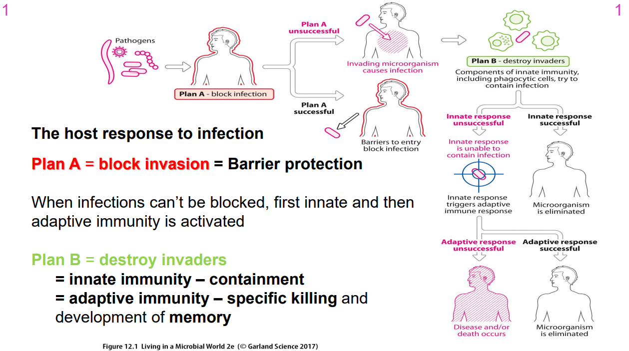 <p>Plan A = block invasion = barrier protection</p><p>- when infections cant be blocked, first innate and then adaptive immunity is activated</p><p>Plan B = destroy invaders</p><p>- innate immunity - containment</p><p>- adaptive immunity - specific killing and development of memory</p>