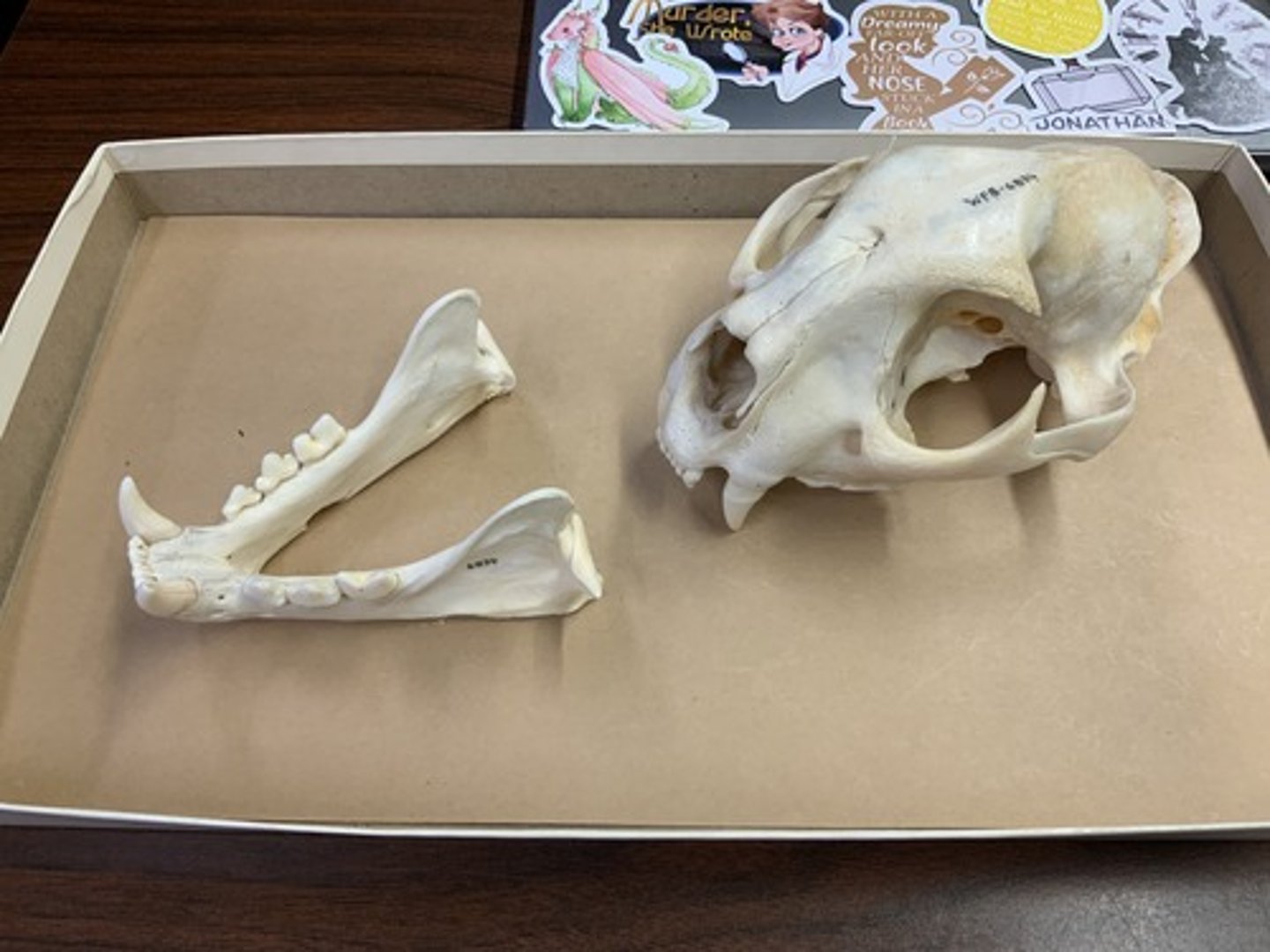 <p>Genus, species</p><p>-1 M (small), 3 PM</p><p>-large skull</p>