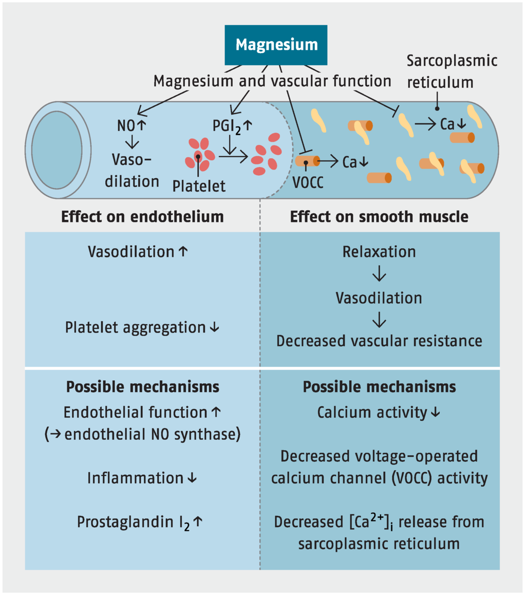<p>Excess magnesium paralyzes skeletal muscles by competing with calcium on the presynaptic membrane and inhibits calcium-dependent acetylcholine release</p>