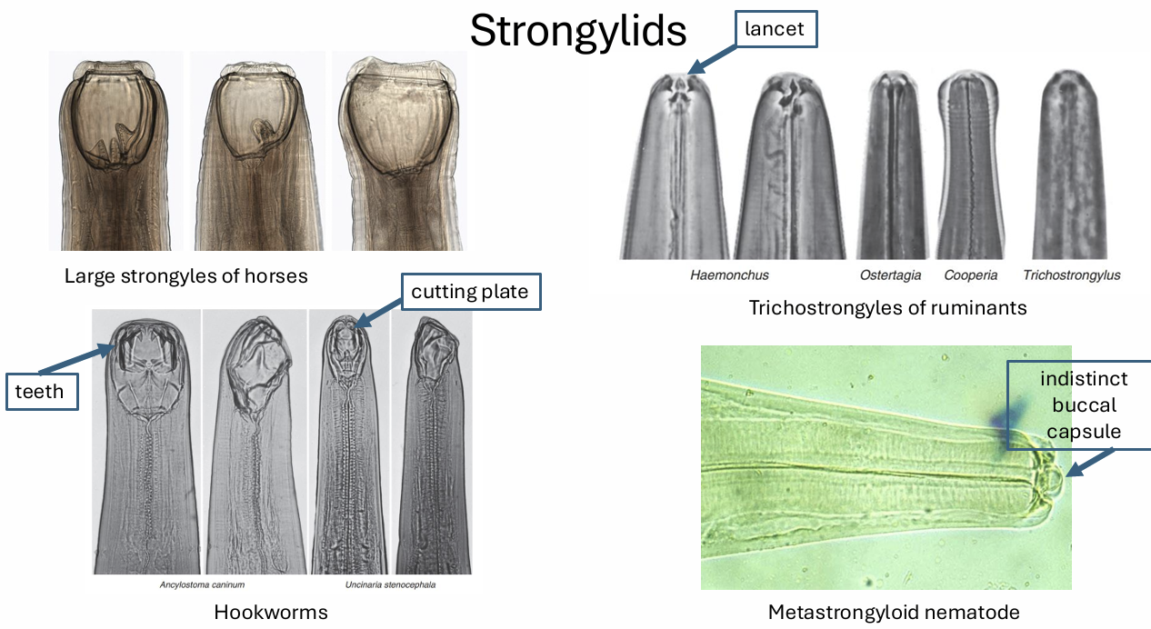 <p>well developed, often have teeth</p><p>buccal cavity with plug of mucosa, blood suckling</p>