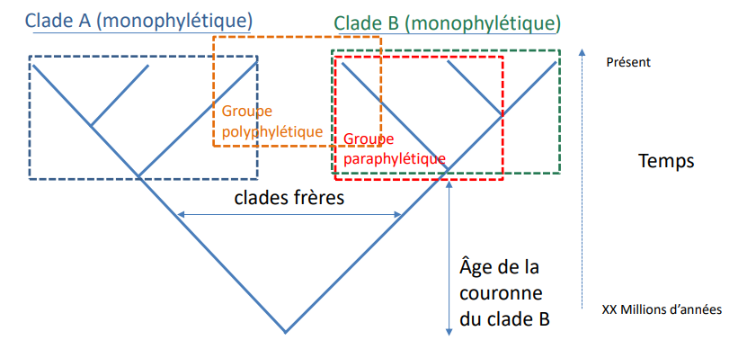 <p>-Groupe monophylétique:  Groupe de taxons (ou organismes) regroupant une espèce ancestrale et l’ensemble de ses descendants</p><p>-Groupe paraphylétique:  Groupe de taxons (organismes) ne rassemblant pas tous descendants d’une espèce ancestrale qu’il contient.</p><p>-Groupe polyphylétique:  Groupe constitué d’un assemblage d'organismes excluant leur ancêtre commun le plus récent. De tels groupes sont souvent définis par des ressemblances qui ne sont pas hérités d’un ancêtre commun.</p>