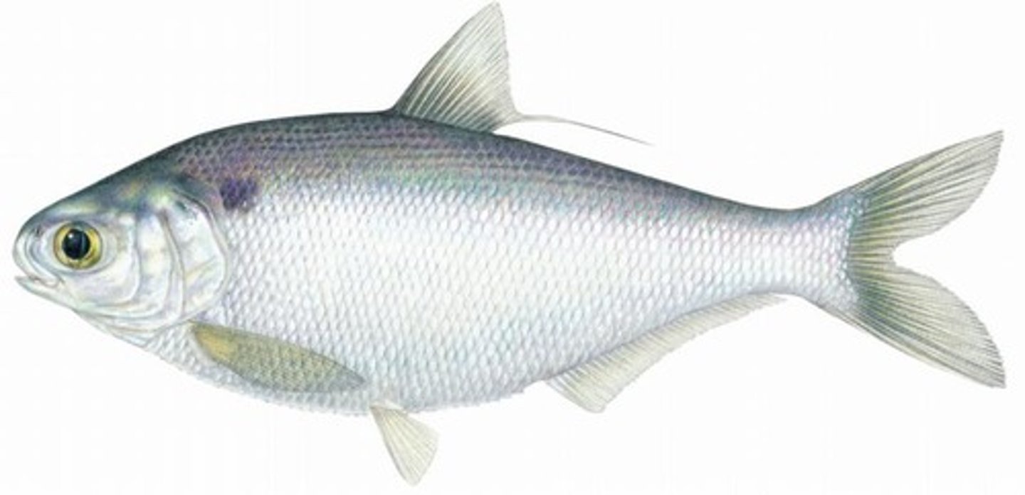 <p>Herrings, herring like fishes, shads, sardines, menhadens, anchovies</p><p>-Otophysic gas bladder</p><p>-Most abundant fishes in world</p><p>-keel like bellies w/ scutes</p>