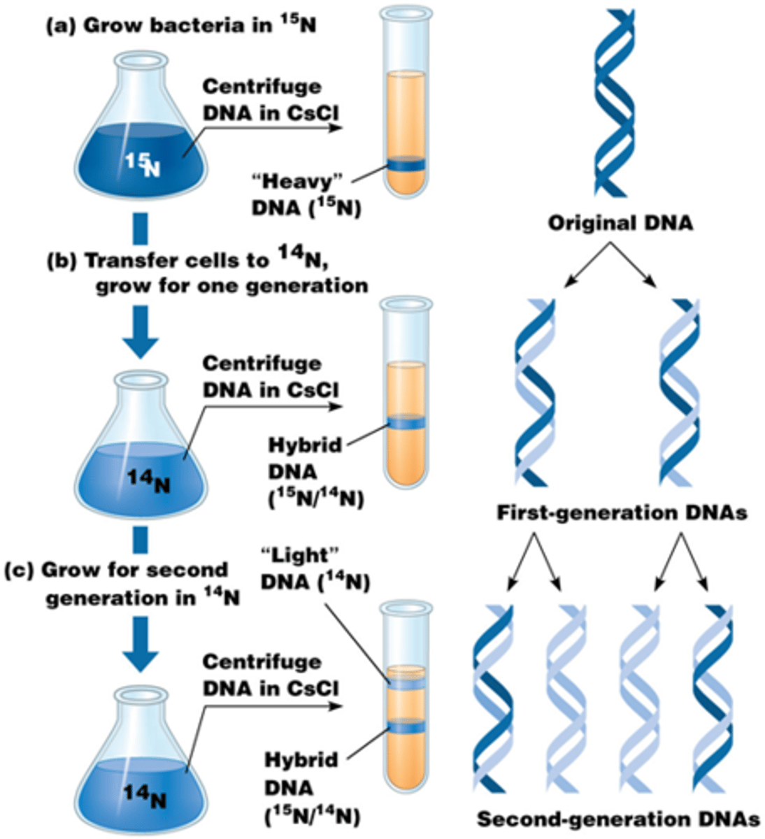 <p>Meselson & Stahl experiment:</p><p>-E. coli werd gekweekt in een medium met zware stikstof ->15N DNA</p><p>-De bacteriën werden overgezet naar 14N, zodat nieuw DNA alleen nog met de lichtere stikstof zou worden gemaakt</p><p>-ze pakken DNA van elke sample en ze centrifugeren, dit scheidt het zware en lichte DNA op basis van hun dichtheid</p><p>-na 1 replicatie twijfelden ze tussen semiconservatief of dispensive maar na een een tweede keer wisten ze dat het semi-conservatief was!</p><p>->dit is bij bacterien! DNA van prokaryoten is heel anders dan eukaryotisch DNA (lineair, chromosomen)</p>