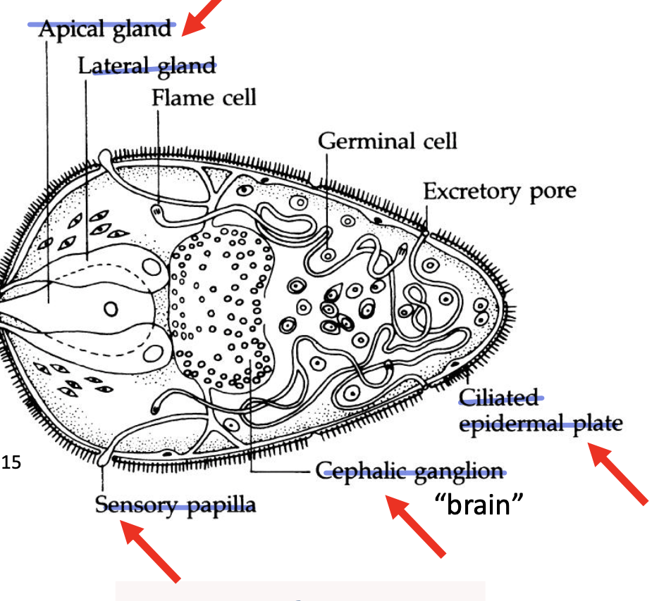 <p>100 um</p><ul><li><p>sensory papilla</p></li><li><p>cephalic ganglion “brain”</p></li><li><p>cilated epidermal plate</p></li><li><p>apical gland</p></li><li><p>lateral gland</p></li></ul>