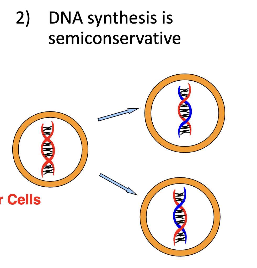 <p>Semi-conservative. </p><p></p><p>This means that one parent strand gets used in one daughter cell and the other parent strand is used in the other daughter cell. See image. </p>