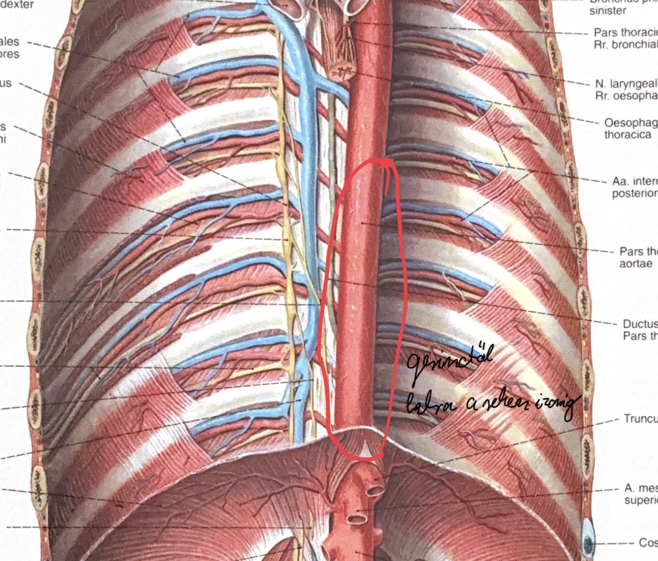 <p>aorta thoracica</p>