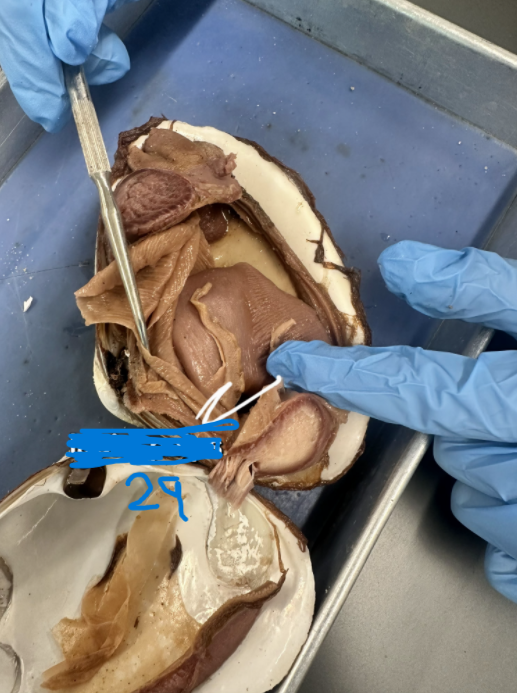 <p>What is option 29</p>