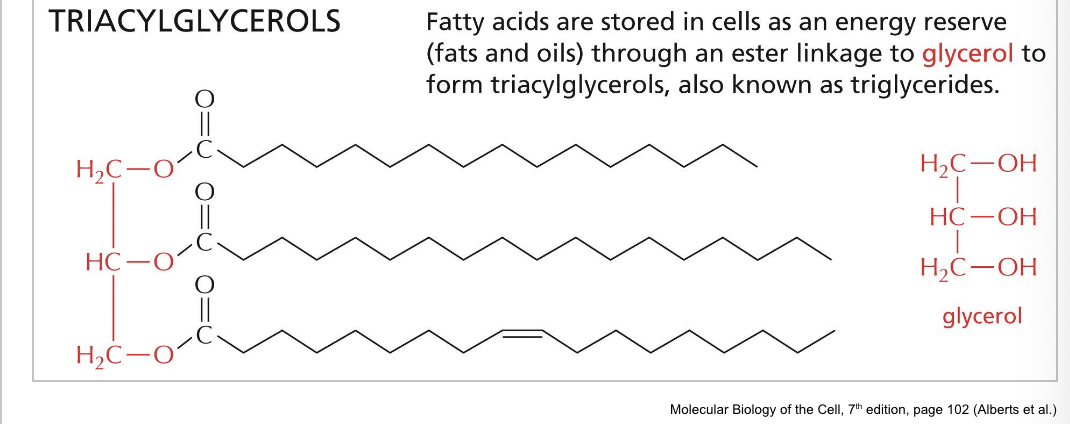 <ul><li><p>triacylglycerols (TAGs) are the storage form of fatty acids as <strong>uncharged esters with glycerol</strong></p></li><li><p>fatty acids are stored in cells as an energy reserve (fats and oils) through an ester linkage to <strong>glycerol</strong> to form triaglycerols also known as triglycerides </p></li></ul><p></p>