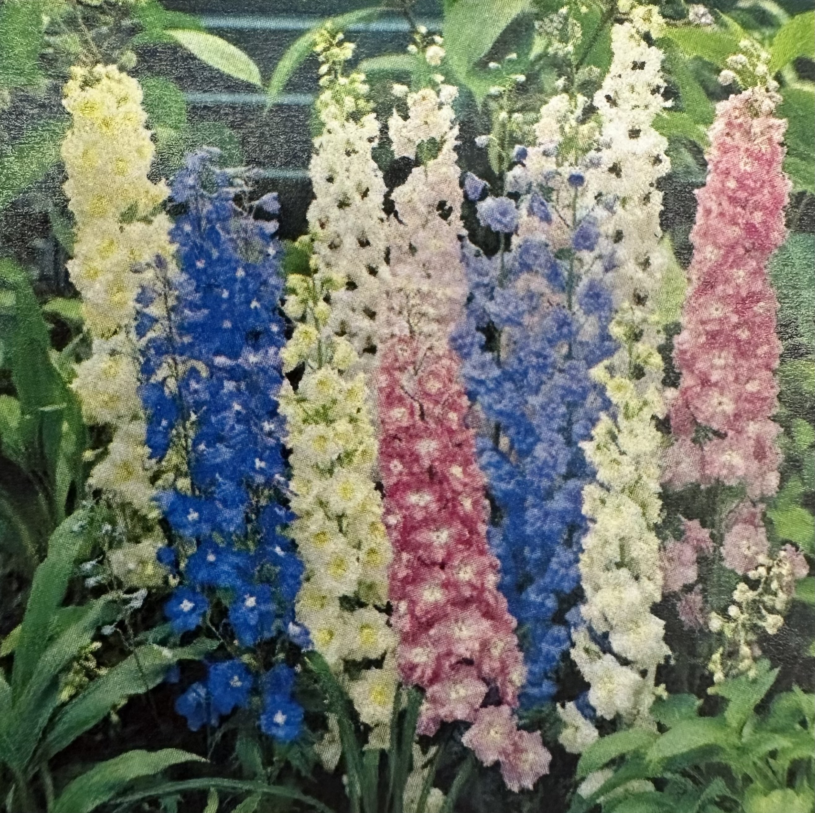 <p>Delphinium</p>