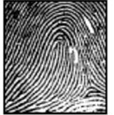 identify fingerprint pattern