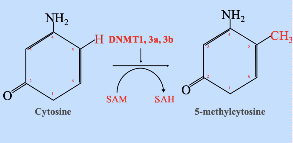 <p>Only commonly occurring covalent modification of DNA</p><p><span style="background-color: inherit; line-height: 22px; color: windowtext;"><span>Only one change at one specific site&nbsp;</span></span><span style="line-height: 22px; color: windowtext;"><span>- </span></span><span style="background-color: inherit; line-height: 19.55px; color: windowtext;"><span>One hydrogen replaced by a methyl group</span></span><span style="line-height: 19.55px; color: windowtext;"><span> at the 5 position</span></span></p><p class="Paragraph SCXO31925886 BCX0" style="text-align: left;"><span style="background-color: inherit; line-height: 22px; color: windowtext;"><span>Only in cytosine at the 5 position into 5 methyl cytosine</span></span><span style="line-height: 22px; color: windowtext;"><span>&nbsp;</span></span></p>