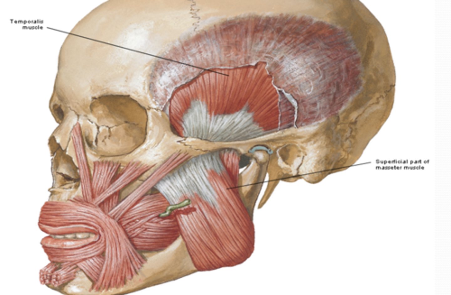 <p>Where is the attachment of the Masseter muscle what is its function? (Mastication M)</p>