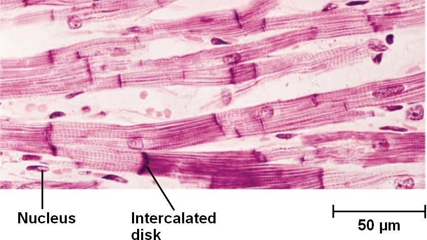<p><span>Identify this type of tissue by primary tissue type&nbsp;(4&nbsp;main types)&nbsp;and specific type of tissue:</span></p>