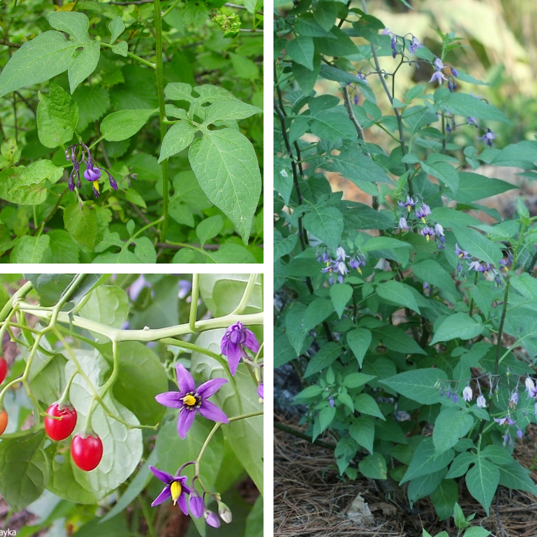 <p>Bittersweet nightshade</p>