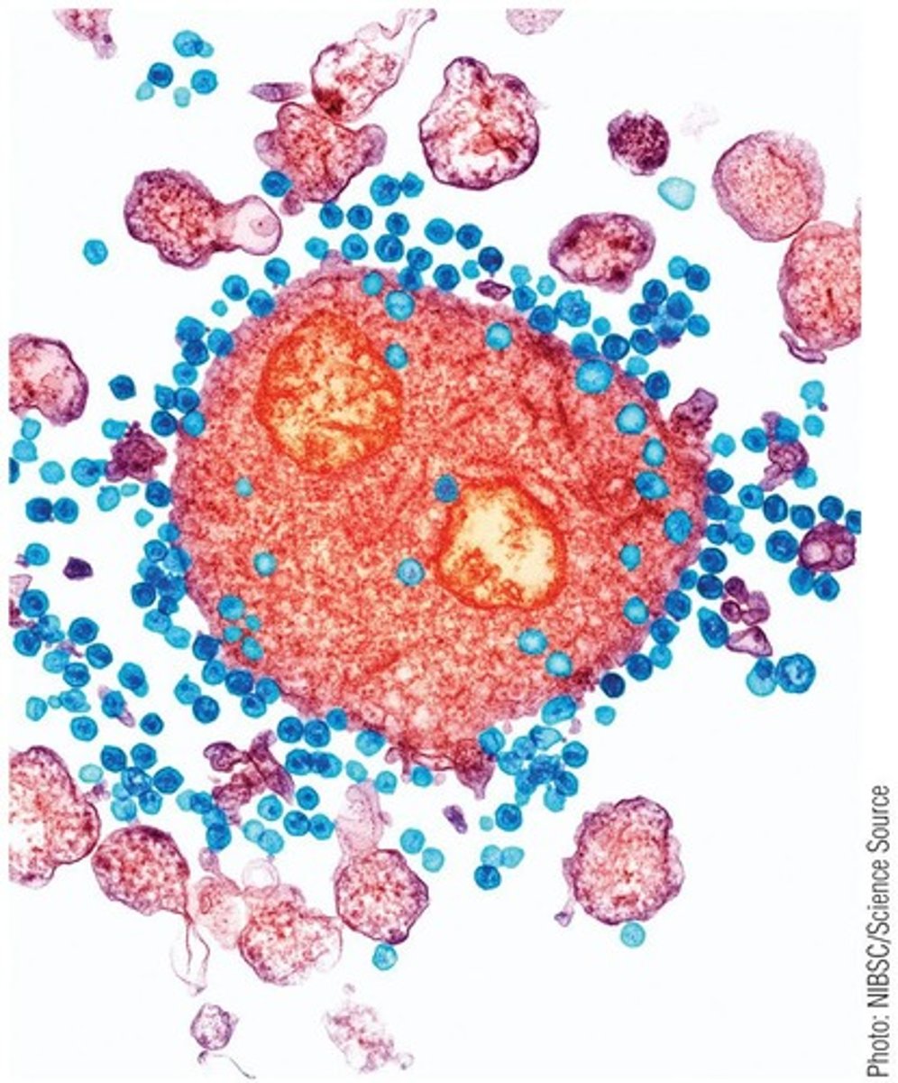 <p>RNA virus whose genome has 8 RNA segments, causes rapidly spreading, but short-lived epidemics of respiratory tract infections, and every 10-50 years causes a worldwide pandemic.</p>