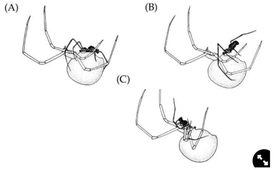 <ul><li><p>male aligns himself facing forward on her abdomen</p></li><li><p>male inserts sperm transferring organ into her reproductive tract</p></li><li><p>male elevates himself on his hindlegs, summersaults backwards into her jaw</p></li><li><p>female eat male whilst the sperm transfer is taking place</p></li></ul>