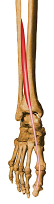 <p>I Extensor propio del 1er dedo</p>