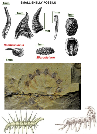<ul><li><p>Biomineralised tissue </p></li><li><p>Uncertain affinites and function</p></li><li><p><em>Microdictvon </em>and <em>Cambroclavus</em> as shields and spines on soft-bodied <strong>lobopods </strong>(from extinct phylum lobopodia)</p></li><li><p>Defence mechanism = implies there was predation</p></li></ul><p></p>