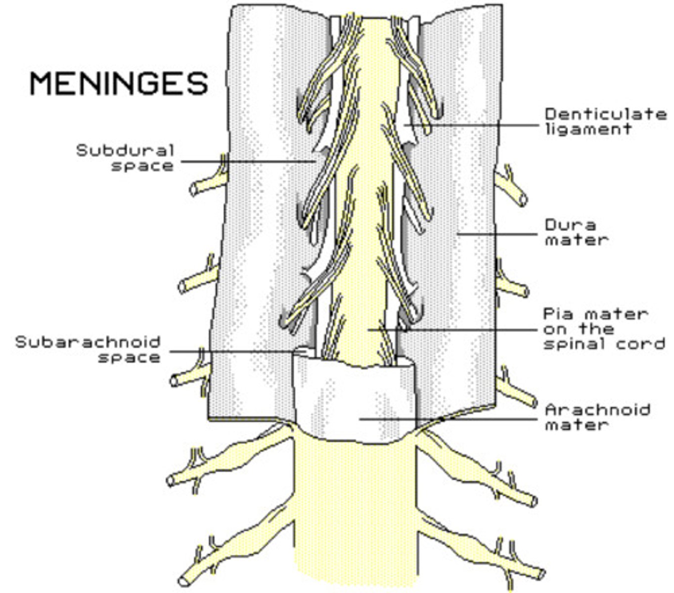<p>Several types of viruses</p>