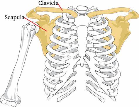 <p>clavicle and scapula</p>