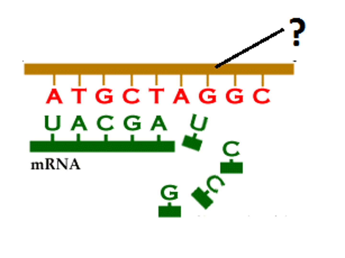 <p>The DNA strand that provides the pattern, or template, for ordering, by complementary base pairing, the sequence of nucleotides in an RNA transcript.</p>