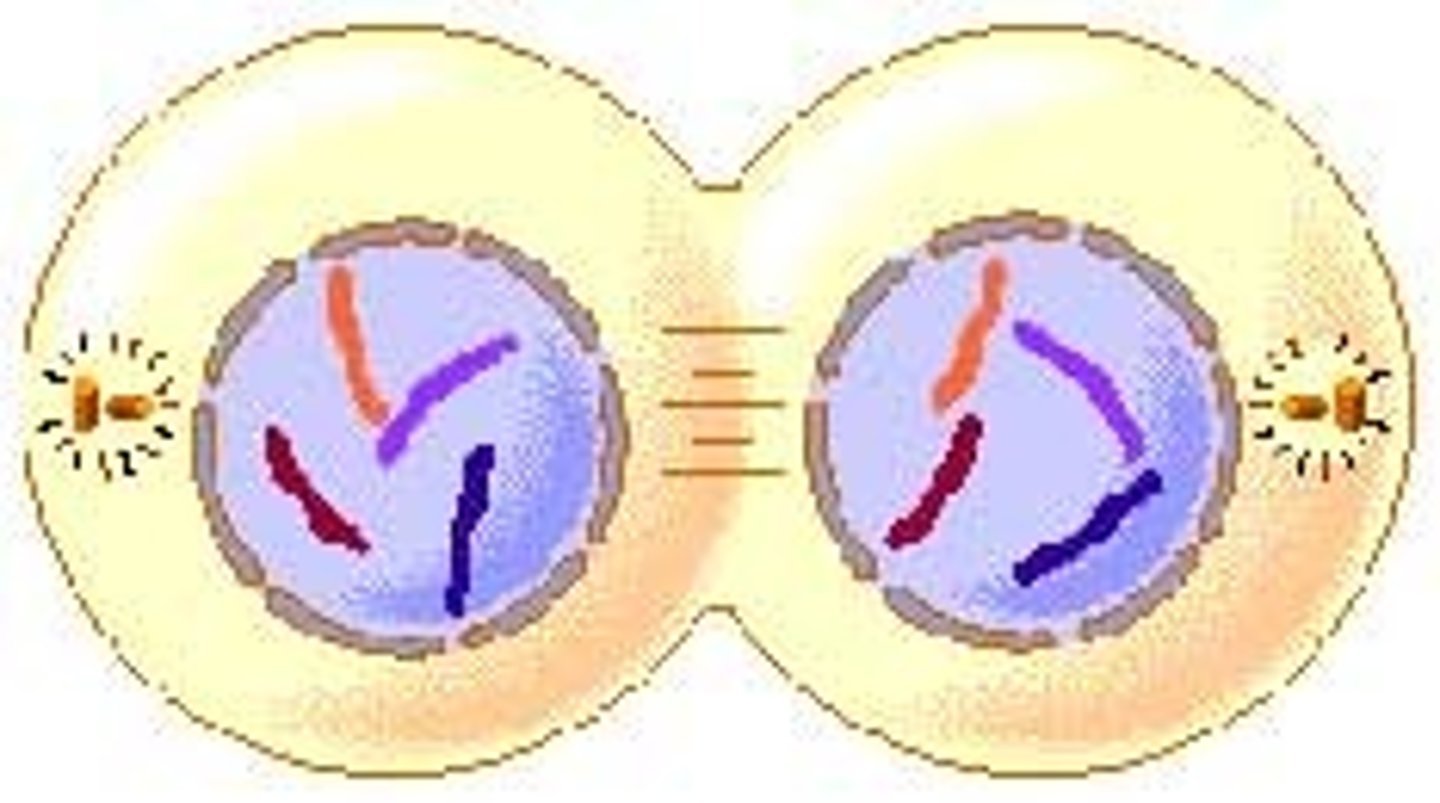 <p>division of the cytoplasm</p>
