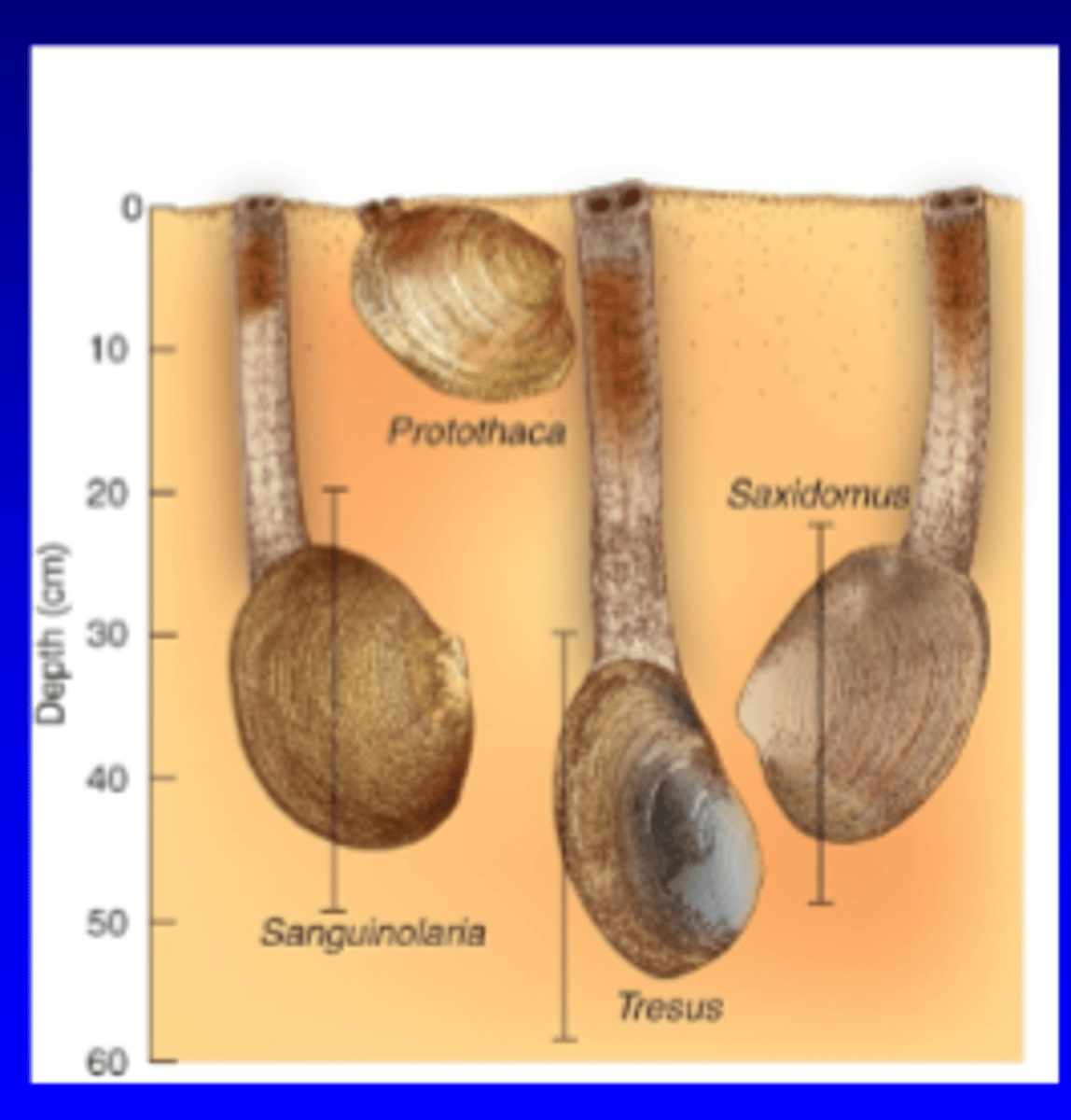 <p>- dominant species found at different levels below sediment-water interface</p>