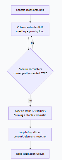 <p>5. Chromatin Looping and 3D Genome Architecture</p><ul><li><p class="ds-markdown-paragraph"><strong>Molecular Basis:</strong> Protein complexes like <strong>CTCF</strong> and <strong>Cohesin</strong> <strong>mediate long-range interactions by extruding DNA loops, bringing distant regulatory elements (enhancers) into close physical proximity with gene promoters.</strong></p></li></ul><p class="ds-markdown-paragraph">extrude: making a DNA loop stand out.&nbsp;</p><p class="ds-markdown-paragraph">How CTCF and Cohesin Work <strong>Together</strong>: The Collaborative Dance</p><ul><li><p class="ds-markdown-paragraph"><strong>CCCTC:</strong> This is the specific DNA sequence that the protein was first discovered to bind to. It's a five-nucleotide sequence (Cytosine-Cytosine-Cytosine-Thymine-Cytosine</p></li></ul><p class="ds-markdown-paragraph">Cohesin: multi-subunit protein complex that forms a large, ring shaped structure, physically holding two strands of DNA together. </p><p class="ds-markdown-paragraph">Think of it as a <strong>molecular handcuff</strong> or a <strong>carabiner</strong> that can encircle and tether DNA segments. This simple yet powerful ability allows it to perform two critical, but distinct, roles in the cell:</p><ol><li><p class="ds-markdown-paragraph"><strong>In Cell Division:</strong> Holding sister chromatids together.</p></li><li><p class="ds-markdown-paragraph"><strong>In Interphase (between divisions):</strong> Organizing the 3D genome by extruding DNA loops.</p></li></ol><p></p><p class="ds-markdown-paragraph">The true magic happens in the collaboration between these two players. This is often called the <strong>"Loop Extrusion Model."</strong></p><p class="ds-markdown-paragraph">Here is a step-by-step sequence of how they create a chromatin loop:</p><ol><li><p class="ds-markdown-paragraph">The <strong>cohesin complex</strong> is<strong> loaded onto the chromatin fiber.</strong></p></li><li><p class="ds-markdown-paragraph"><strong>Cohesin</strong> begins its motor activity, <strong>extruding DNA to form a growing loop</strong>. During this phase, the loop is dynamic and transient.</p></li><li><p class="ds-markdown-paragraph"><strong>Encounter and Stall:</strong> The extruding cohesin complex encounters a pair of CTCF proteins bound to their specific DNA sites. Crucially, these CTCF sites must be in a <strong>convergent orientation</strong> (facing towards each other) to form a stable <strong>"roadblock."</strong></p></li><li><p class="ds-markdown-paragraph"><strong>S</strong>The <strong>collision with the correctly oriented CTCF proteins stalls the cohesin complex,</strong> <strong>stabilizing the loop. </strong></p></li><li><p class="ds-markdown-paragraph"><strong>Functional Outcome:</strong> This stabilized loop now brings two <strong>distant genomic elements (e.g., an enhancer and a gene promoter</strong>) into close physical proximity, <span style="color: blue;"><strong>enabling gene regulation.</strong></span></p></li></ol><p class="ds-markdown-paragraph">Summary Table: Roles of CTCF and Cohesin</p><table style="min-width: 75px;"><colgroup><col style="min-width: 25px;"><col style="min-width: 25px;"><col style="min-width: 25px;"></colgroup><tbody><tr><th colspan="1" rowspan="1" style="border-bottom: 1.06667px solid rgba(0, 0, 0, 0.12); font: 500 15px / 25px quote-cjk-patch, Inter, system-ui, -apple-system, BlinkMacSystemFont, &quot;Segoe UI&quot;, Roboto, Oxygen, Ubuntu, Cantarell, &quot;Open Sans&quot;, &quot;Helvetica Neue&quot;, sans-serif; border-top: none; padding: 10px 16px 10px 0px; text-align: left;"><p><strong>Feature</strong></p></th><th colspan="1" rowspan="1" style="border-bottom: 1.06667px solid rgba(0, 0, 0, 0.12); font: 500 15px / 25px quote-cjk-patch, Inter, system-ui, -apple-system, BlinkMacSystemFont, &quot;Segoe UI&quot;, Roboto, Oxygen, Ubuntu, Cantarell, &quot;Open Sans&quot;, &quot;Helvetica Neue&quot;, sans-serif; border-top: none; padding: 10px 16px; text-align: left;"><p><strong>CTCF (The Architect)</strong></p></th><th colspan="1" rowspan="1" style="border-bottom: 1.06667px solid rgba(0, 0, 0, 0.12); font: 500 15px / 25px quote-cjk-patch, Inter, system-ui, -apple-system, BlinkMacSystemFont, &quot;Segoe UI&quot;, Roboto, Oxygen, Ubuntu, Cantarell, &quot;Open Sans&quot;, &quot;Helvetica Neue&quot;, sans-serif; border-top: none; padding: 10px 16px; text-align: left;"><p><strong>Cohesin (The Motor)</strong></p></th></tr><tr><td colspan="1" rowspan="1" style="border-bottom: 1.06667px solid rgba(0, 0, 0, 0.1); font: 400 15px / 25px quote-cjk-patch, Inter, system-ui, -apple-system, BlinkMacSystemFont, &quot;Segoe UI&quot;, Roboto, Oxygen, Ubuntu, Cantarell, &quot;Open Sans&quot;, &quot;Helvetica Neue&quot;, sans-serif; min-width: 100px; max-width: max(30vw, 320px); padding: 10px 16px 10px 0px;"><p><strong>Primary Role</strong></p></td><td colspan="1" rowspan="1" style="border-bottom: 1.06667px solid rgba(0, 0, 0, 0.1); font: 400 15px / 25px quote-cjk-patch, Inter, system-ui, -apple-system, BlinkMacSystemFont, &quot;Segoe UI&quot;, Roboto, Oxygen, Ubuntu, Cantarell, &quot;Open Sans&quot;, &quot;Helvetica Neue&quot;, sans-serif; min-width: 100px; max-width: max(30vw, 320px); padding: 10px 16px;"><p>Defines loop anchors and boundaries</p></td><td colspan="1" rowspan="1" style="border-bottom: 1.06667px solid rgba(0, 0, 0, 0.1); font: 400 15px / 25px quote-cjk-patch, Inter, system-ui, -apple-system, BlinkMacSystemFont, &quot;Segoe UI&quot;, Roboto, Oxygen, Ubuntu, Cantarell, &quot;Open Sans&quot;, &quot;Helvetica Neue&quot;, sans-serif; min-width: 100px; max-width: max(30vw, 320px); padding: 10px 0px 10px 16px;"><p>Actively extrudes DNA to form loops</p></td></tr><tr><td colspan="1" rowspan="1" style="border-bottom: 1.06667px solid rgba(0, 0, 0, 0.1); font: 400 15px / 25px quote-cjk-patch, Inter, system-ui, -apple-system, BlinkMacSystemFont, &quot;Segoe UI&quot;, Roboto, Oxygen, Ubuntu, Cantarell, &quot;Open Sans&quot;, &quot;Helvetica Neue&quot;, sans-serif; min-width: 100px; max-width: max(30vw, 320px); padding: 10px 16px 10px 0px;"><p><strong>Molecular Function</strong></p></td><td colspan="1" rowspan="1" style="border-bottom: 1.06667px solid rgba(0, 0, 0, 0.1); font: 400 15px / 25px quote-cjk-patch, Inter, system-ui, -apple-system, BlinkMacSystemFont, &quot;Segoe UI&quot;, Roboto, Oxygen, Ubuntu, Cantarell, &quot;Open Sans&quot;, &quot;Helvetica Neue&quot;, sans-serif; min-width: 100px; max-width: max(30vw, 320px); padding: 10px 16px;"><p>DNA sequence-specific binder</p></td><td colspan="1" rowspan="1" style="border-bottom: 1.06667px solid rgba(0, 0, 0, 0.1); font: 400 15px / 25px quote-cjk-patch, Inter, system-ui, -apple-system, BlinkMacSystemFont, &quot;Segoe UI&quot;, Roboto, Oxygen, Ubuntu, Cantarell, &quot;Open Sans&quot;, &quot;Helvetica Neue&quot;, sans-serif; min-width: 100px; max-width: max(30vw, 320px); padding: 10px 0px 10px 16px;"><p>ATP-dependent motor complex</p></td></tr><tr><td colspan="1" rowspan="1" style="border-bottom: 1.06667px solid rgba(0, 0, 0, 0.1); font: 400 15px / 25px quote-cjk-patch, Inter, system-ui, -apple-system, BlinkMacSystemFont, &quot;Segoe UI&quot;, Roboto, Oxygen, Ubuntu, Cantarell, &quot;Open Sans&quot;, &quot;Helvetica Neue&quot;, sans-serif; min-width: 100px; max-width: max(30vw, 320px); padding: 10px 16px 10px 0px;"><p><strong>Structure</strong></p></td><td colspan="1" rowspan="1" style="border-bottom: 1.06667px solid rgba(0, 0, 0, 0.1); font: 400 15px / 25px quote-cjk-patch, Inter, system-ui, -apple-system, BlinkMacSystemFont, &quot;Segoe UI&quot;, Roboto, Oxygen, Ubuntu, Cantarell, &quot;Open Sans&quot;, &quot;Helvetica Neue&quot;, sans-serif; min-width: 100px; max-width: max(30vw, 320px); padding: 10px 16px;"><p>Zinc-finger protein</p></td><td colspan="1" rowspan="1" style="border-bottom: 1.06667px solid rgba(0, 0, 0, 0.1); font: 400 15px / 25px quote-cjk-patch, Inter, system-ui, -apple-system, BlinkMacSystemFont, &quot;Segoe UI&quot;, Roboto, Oxygen, Ubuntu, Cantarell, &quot;Open Sans&quot;, &quot;Helvetica Neue&quot;, sans-serif; min-width: 100px; max-width: max(30vw, 320px); padding: 10px 0px 10px 16px;"><p>Multi-subunit ring</p></td></tr><tr><td colspan="1" rowspan="1" style="border-bottom: 1.06667px solid rgba(0, 0, 0, 0.1); font: 400 15px / 25px quote-cjk-patch, Inter, system-ui, -apple-system, BlinkMacSystemFont, &quot;Segoe UI&quot;, Roboto, Oxygen, Ubuntu, Cantarell, &quot;Open Sans&quot;, &quot;Helvetica Neue&quot;, sans-serif; min-width: 100px; max-width: max(30vw, 320px); padding: 10px 16px 10px 0px;"><p><strong>Analogy</strong></p></td><td colspan="1" rowspan="1" style="border-bottom: 1.06667px solid rgba(0, 0, 0, 0.1); font: 400 15px / 25px quote-cjk-patch, Inter, system-ui, -apple-system, BlinkMacSystemFont, &quot;Segoe UI&quot;, Roboto, Oxygen, Ubuntu, Cantarell, &quot;Open Sans&quot;, &quot;Helvetica Neue&quot;, sans-serif; min-width: 100px; max-width: max(30vw, 320px); padding: 10px 16px;"><p>Stanchions / Anchor Points</p></td><td colspan="1" rowspan="1" style="border-bottom: 1.06667px solid rgba(0, 0, 0, 0.1); font: 400 15px / 25px quote-cjk-patch, Inter, system-ui, -apple-system, BlinkMacSystemFont, &quot;Segoe UI&quot;, Roboto, Oxygen, Ubuntu, Cantarell, &quot;Open Sans&quot;, &quot;Helvetica Neue&quot;, sans-serif; min-width: 100px; max-width: max(30vw, 320px); padding: 10px 0px 10px 16px;"><p>Motorized Winch</p></td></tr><tr><td colspan="1" rowspan="1" style="border-bottom: 1.06667px solid rgba(0, 0, 0, 0.1); font: 400 15px / 25px quote-cjk-patch, Inter, system-ui, -apple-system, BlinkMacSystemFont, &quot;Segoe UI&quot;, Roboto, Oxygen, Ubuntu, Cantarell, &quot;Open Sans&quot;, &quot;Helvetica Neue&quot;, sans-serif; min-width: 100px; max-width: max(30vw, 320px); padding: 10px 16px 10px 0px;"><p><strong>Key Action</strong></p></td><td colspan="1" rowspan="1" style="border-bottom: 1.06667px solid rgba(0, 0, 0, 0.1); font: 400 15px / 25px quote-cjk-patch, Inter, system-ui, -apple-system, BlinkMacSystemFont, &quot;Segoe UI&quot;, Roboto, Oxygen, Ubuntu, Cantarell, &quot;Open Sans&quot;, &quot;Helvetica Neue&quot;, sans-serif; min-width: 100px; max-width: max(30vw, 320px); padding: 10px 16px;"><p>Creates a stable roadblock</p></td><td colspan="1" rowspan="1" style="border-bottom: 1.06667px solid rgba(0, 0, 0, 0.1); font: 400 15px / 25px quote-cjk-patch, Inter, system-ui, -apple-system, BlinkMacSystemFont, &quot;Segoe UI&quot;, Roboto, Oxygen, Ubuntu, Cantarell, &quot;Open Sans&quot;, &quot;Helvetica Neue&quot;, sans-serif; min-width: 100px; max-width: max(30vw, 320px); padding: 10px 0px 10px 16px;"><p>Performs active loop extrusion</p></td></tr></tbody></table><p class="ds-markdown-paragraph">In conclusion, <strong>CTCF provides the static, address-specific landmarks, while Cohesin provides the dynamic, motorized force.</strong> Together, they orchestrate the complex 3D folding of the genome, which is essential for proper gene expression, DNA replication, and cellular identity. Disruptions in either protein can lead to severe developmental disorders and cancers by misregulating gene expression.</p><ul><li><p class="ds-markdown-paragraph"><strong>How it Creates Dynamism:</strong> These loops are not permanent. They can form, break, and reform, creating and dissolving regulatory hubs in the nucleus, allowing a single enhancer to dynamically interact with different promoters in different cell states.</p></li></ul><p></p>