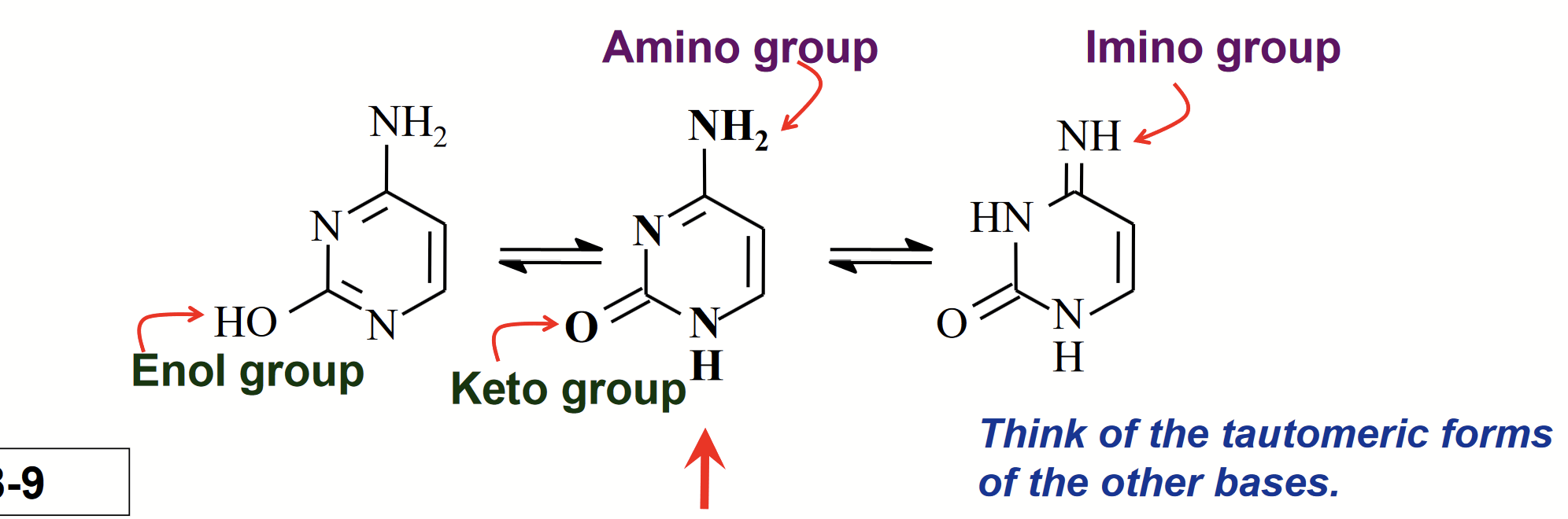 <p>Isomers that differ by the shift of an H atom and a double bond.</p><p>The OH group underges keto/enol tautomerism.</p><p>The NH<sub>2</sub> group undergoes amino/imino tautomerism.</p><p>The form shown in the middle (amino + keto) predominates.</p>