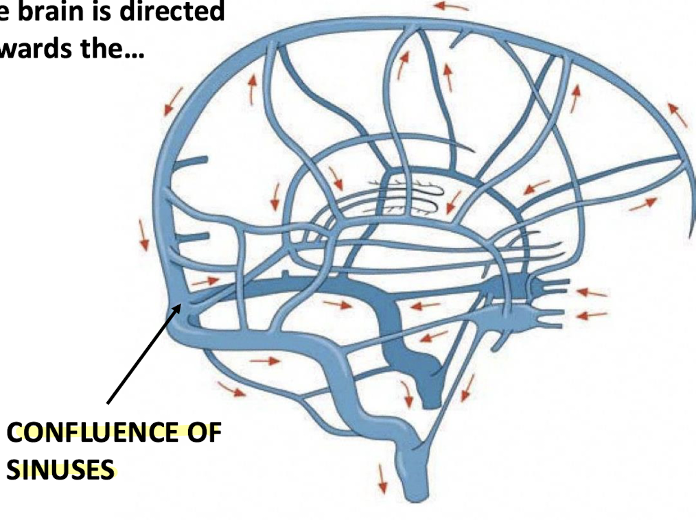 <p><strong>Posteriorly</strong> towards the occipital region (<strong>confluence of sinuses</strong>)</p>