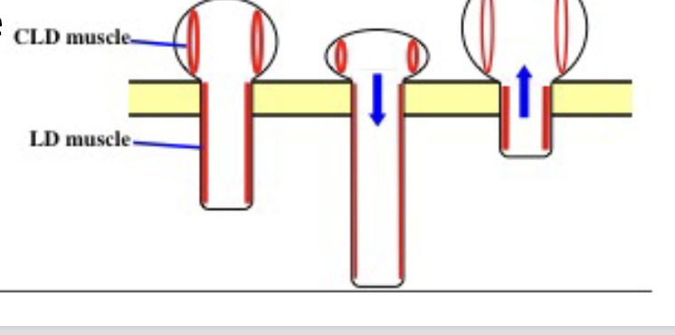 <ul><li><p>Circumlongitudinal (CLD) muscles relax and podial longitudinal (LD) muscles contract, pulling the tube foot back. This process allows the tube foot to retract and gain stability for movement or attachment. </p></li></ul><p></p>
