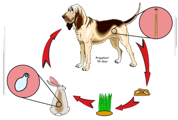 <p>life cycle of?</p>