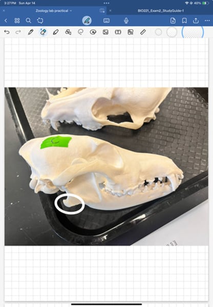 <p>attachment point for masseter muscle which helps in biting and chewing food</p>