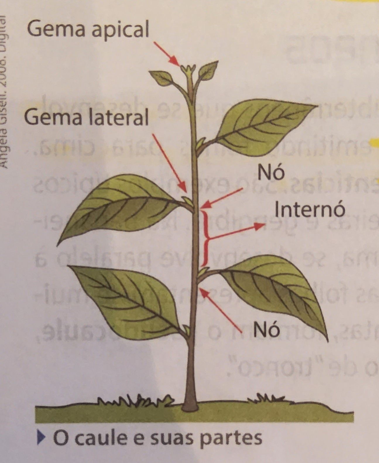 * nó;
  * região onde parte uma folha, ramo ou flor
* internó;
  * região entre dois nós consecutivos
* gema;
  * meristema primário protegido por pequenas folhas modificadas denominadas escamas
  * podem ser apicais ou laterais (axilares)