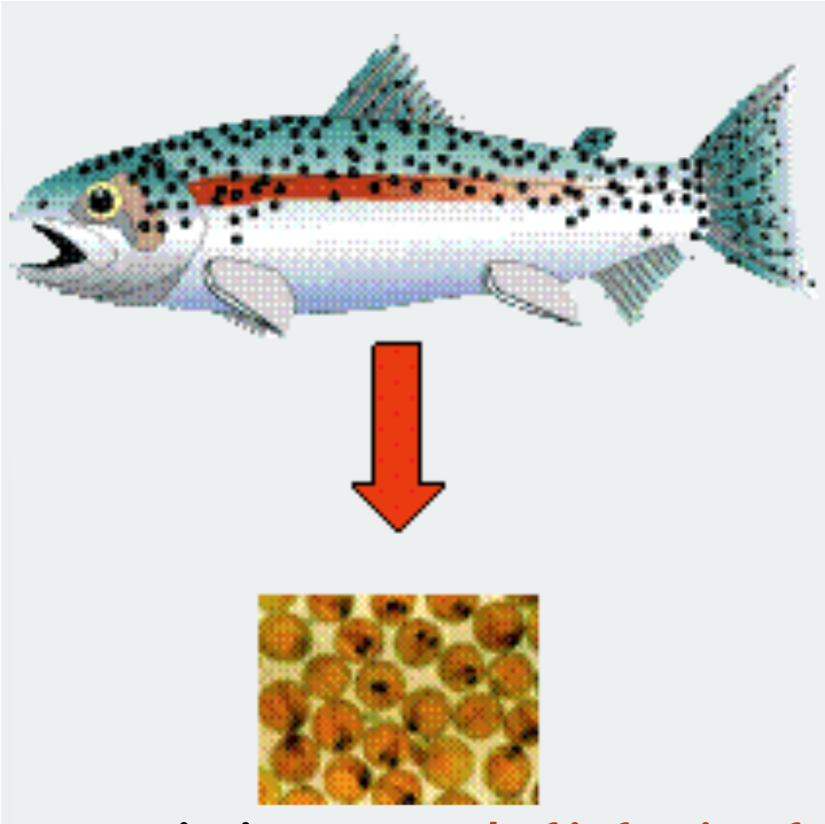 <p>spread of infection parent → offspring during development → fertilization</p>