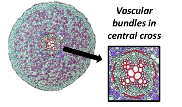 <p>identify this as mono or dictot</p>