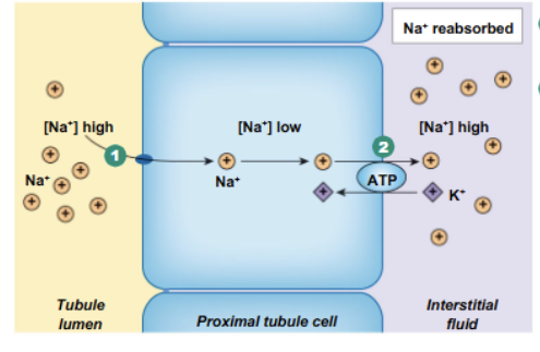<p>Done through transepithelial transport. </p><ol><li><p>Across the luminal side (from inside of nephron tubule into epithelial cell) = varies from nephron segment. Moves down its concentration gradient and contributes to secondary active transport later on, can sometimes diffuse through channels. </p></li><li><p>Across basolateral side (from tubule cell into interstitial space) = Pumped out via <strong>primary active transport </strong>(Na/K ATPase)</p></li></ol><p></p>
