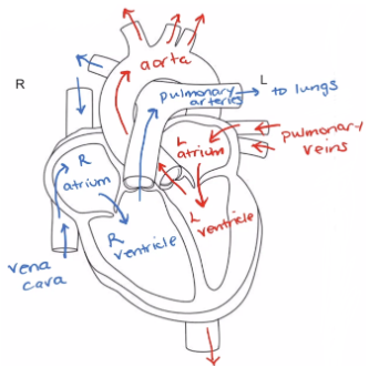 The heart is a hollow-muscular muscle 

\
→ The size of a fist

→ Protected by sternum (chest bone) and spine bone which allows for chest compression as a way to pump blood across someone's body when the heart stops   