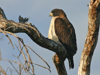 <p>Short-tailed Hawk</p>