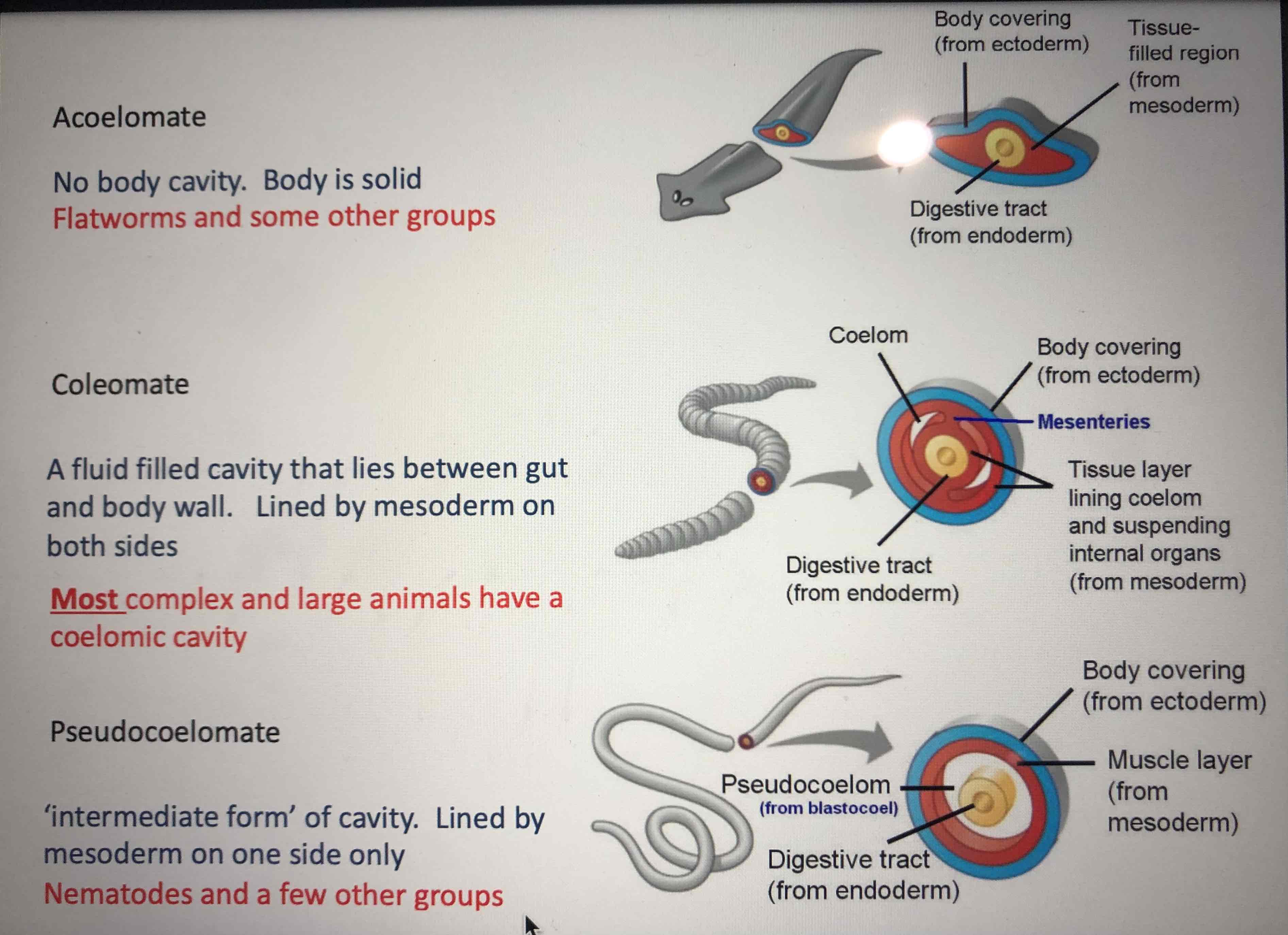 <p>An animal with a partially formed body cavity. They have a fluid-filled body cavity, separating the gut of the organism from the body wall, but it is not lined by mesoderm, unlike true coelomates.</p>