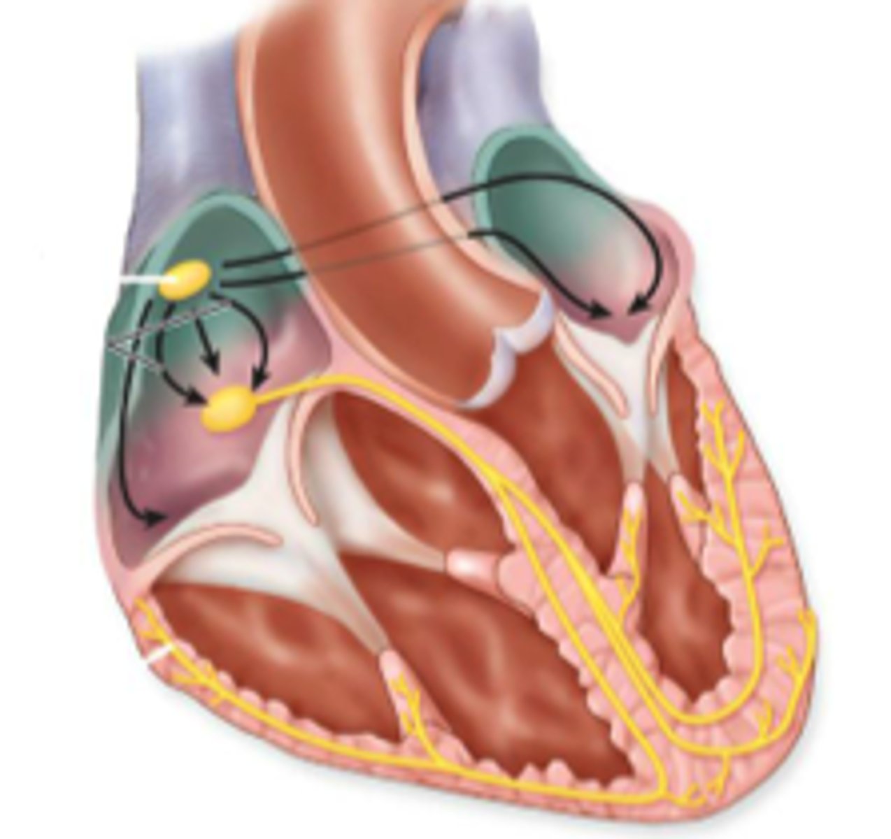 <p>Internodal pathway</p>