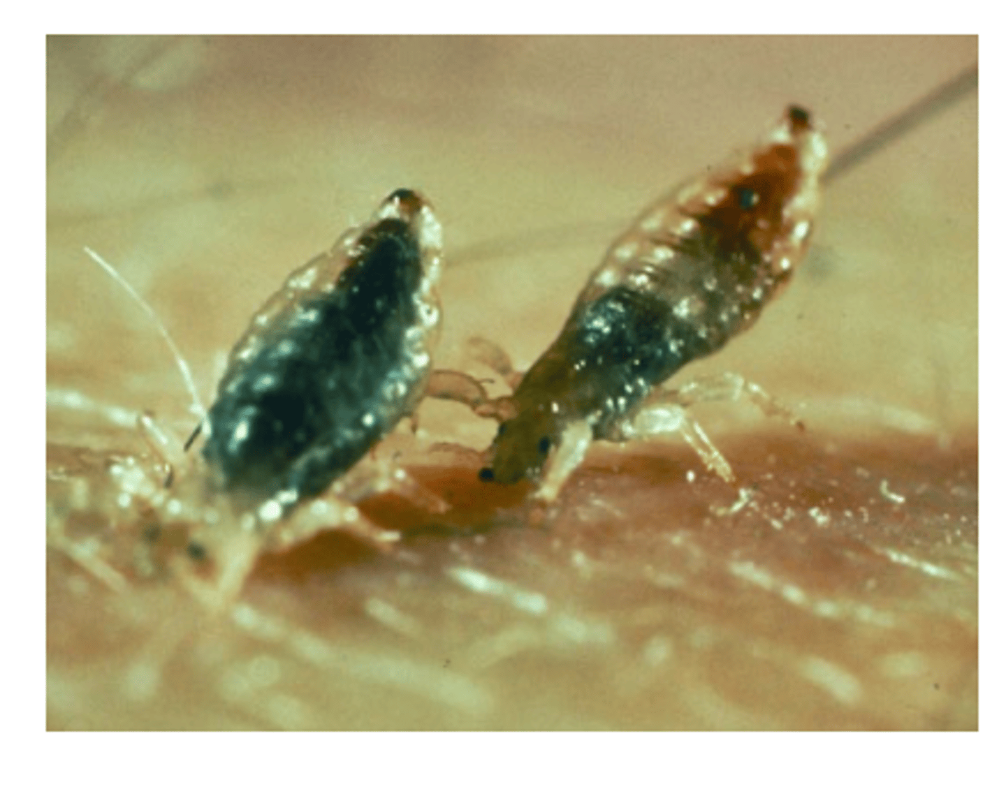 <p>what insect is this?</p>