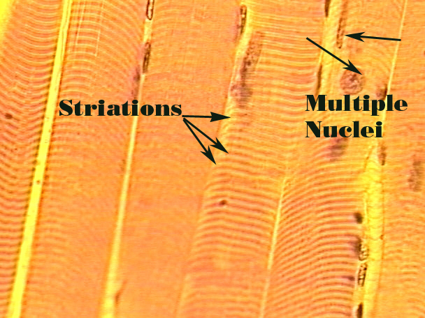 <ul><li><p><span>Striated cells</span></p><ul><li><p><span>Can be very large!!!!</span></p></li></ul></li><li><p><span>Voluntary- innervated by nerve cells</span></p></li><li><p><span>Multinucleate, do not branch</span></p><ul><li><p><span>Arranged like fibers surrounded by loose</span></p></li></ul></li></ul>