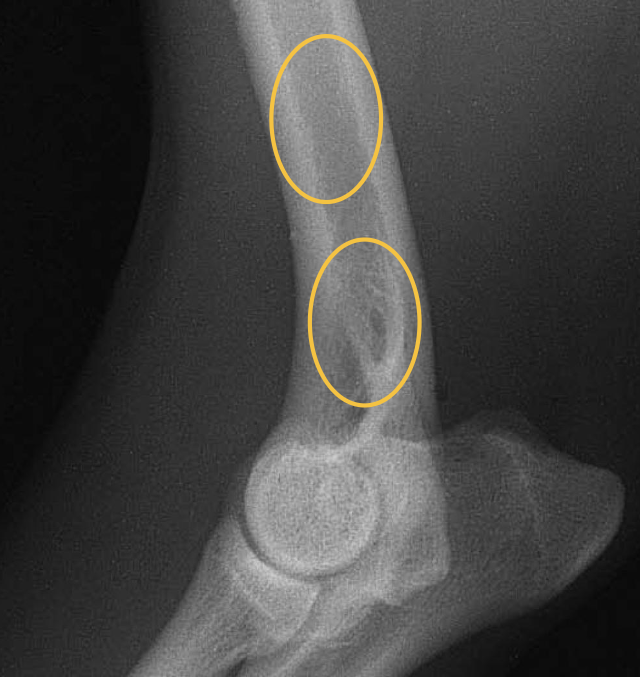 <p>what are the orange circles showing?</p>