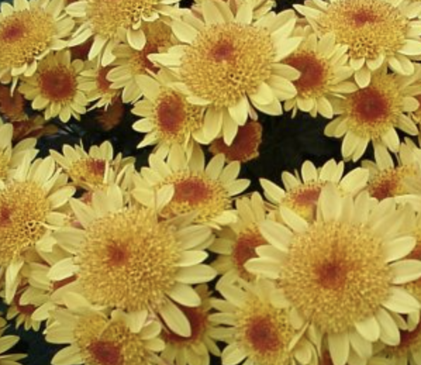<p>What  <strong>Type</strong> This Flower?</p>