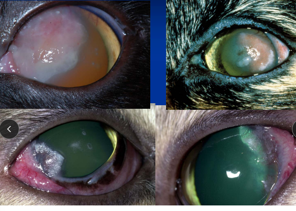 <p><span style="background-color: transparent;"><strong><span>Eosinophilic Keratitis</span></strong></span></p>