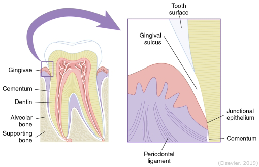 <p>Connects the gingiva and the PDL to the tooth. Its components include the epithelial cells of the <strong>junctional epithelium (JE)</strong> which attach via the hemidesmosomes and the connective tissue fibers that insert into the root. The normal location for this is at or around the CEJ. With periodontitis, the attachment is apical to the CEJ.</p>